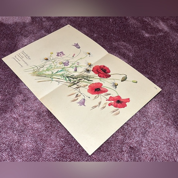 Book Pages from The Country Diary of an Edwardian Lady - Picture 2 of 2